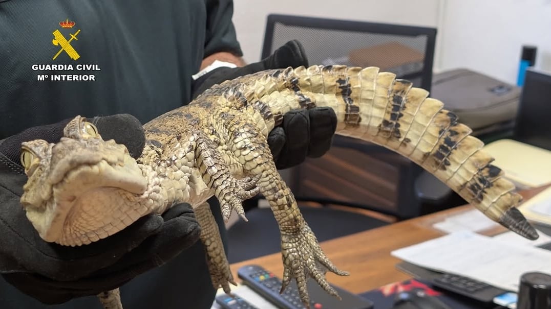 Caimán encontrado en el pantano de Almansa