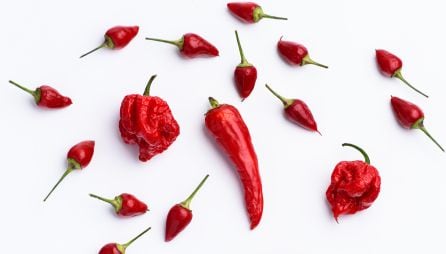 Carolina Reaper, la variedad de chile más picante.