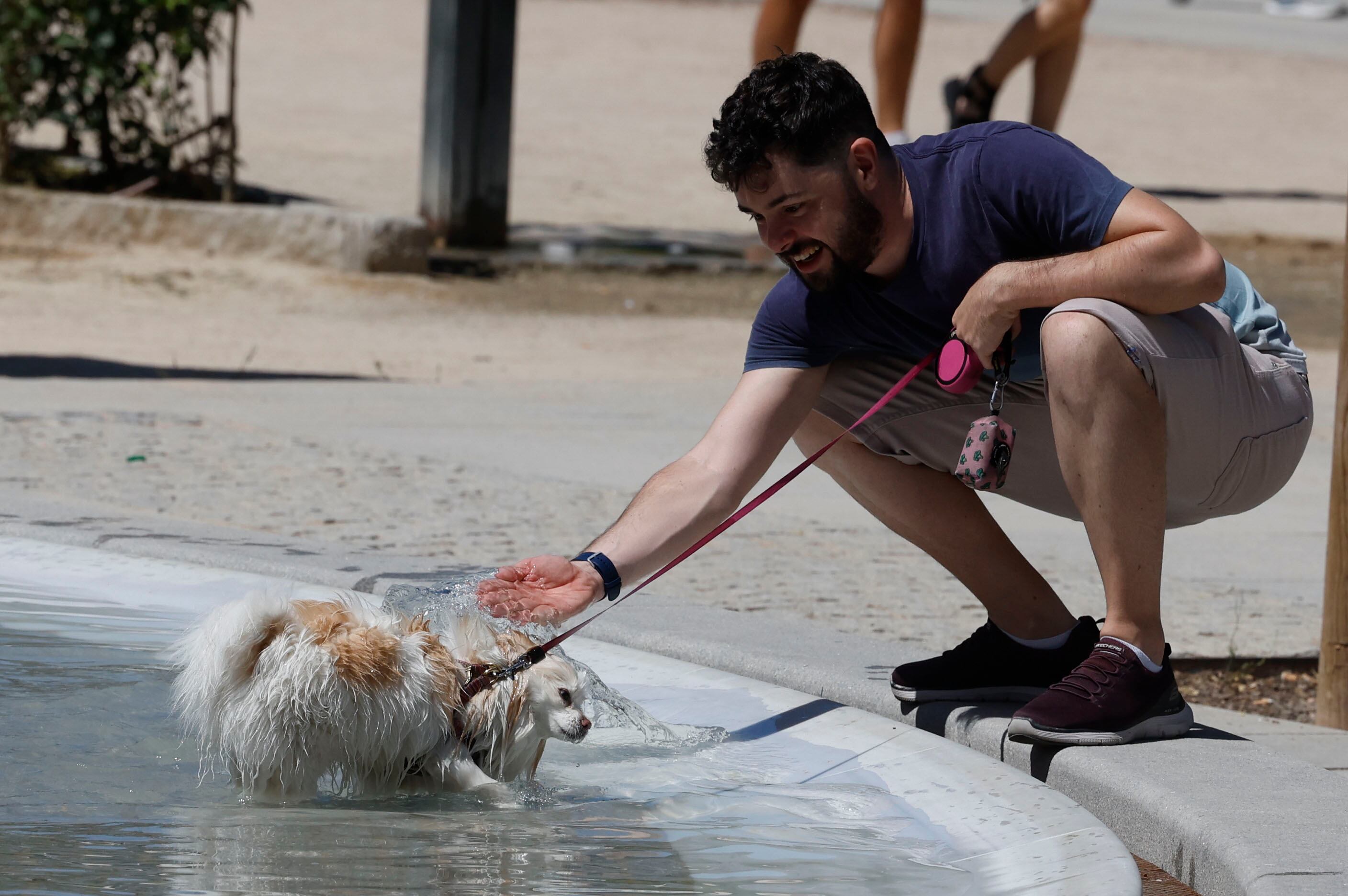 Uno perro se refresca en una fuente