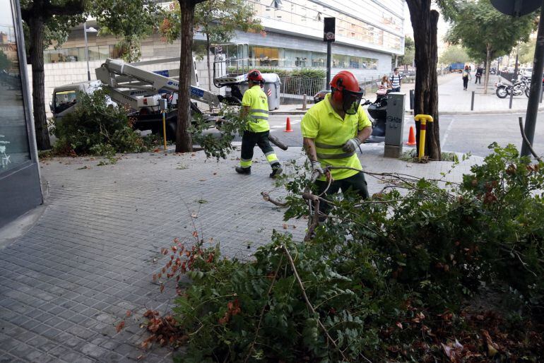 Els serveis municipals de l'Ajuntament de Badalona retiren arbres caiguts com a conseqüència del temporal