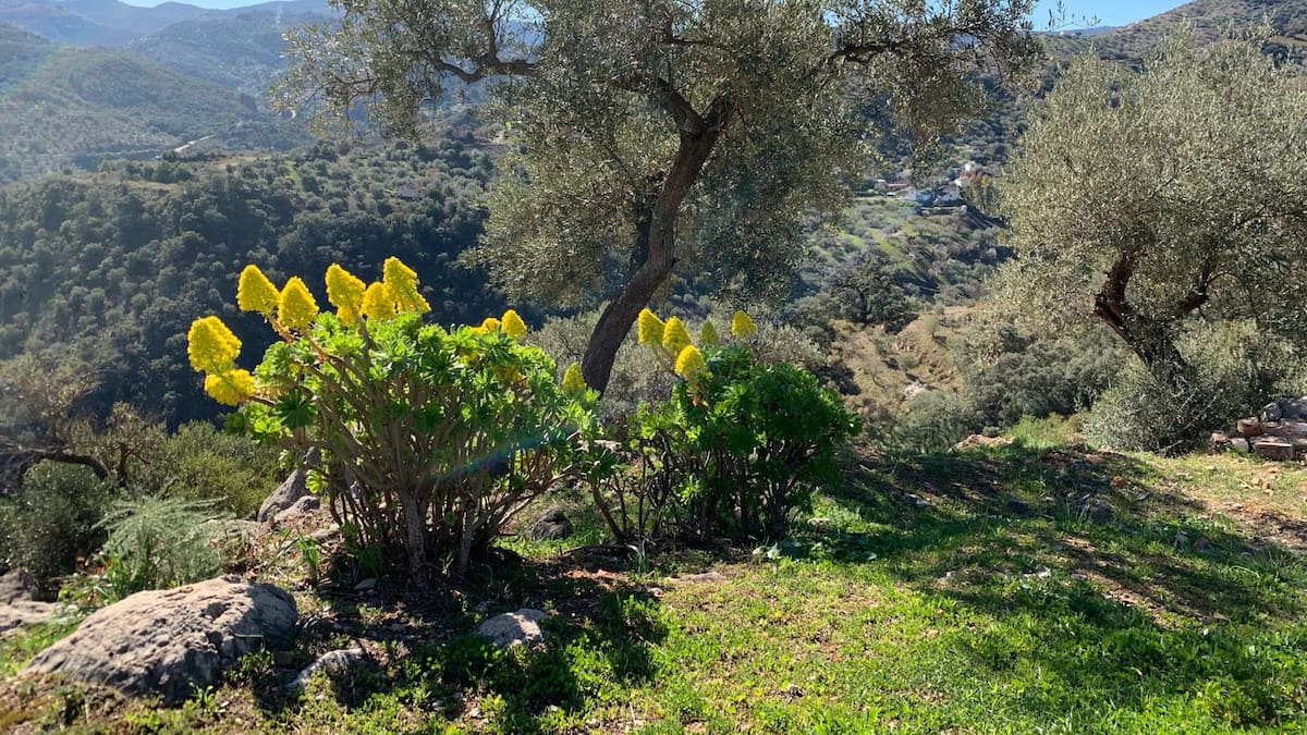 "Hacen falta alergólogos públicos en Málaga" G Campos, coordinador Alergomálaga