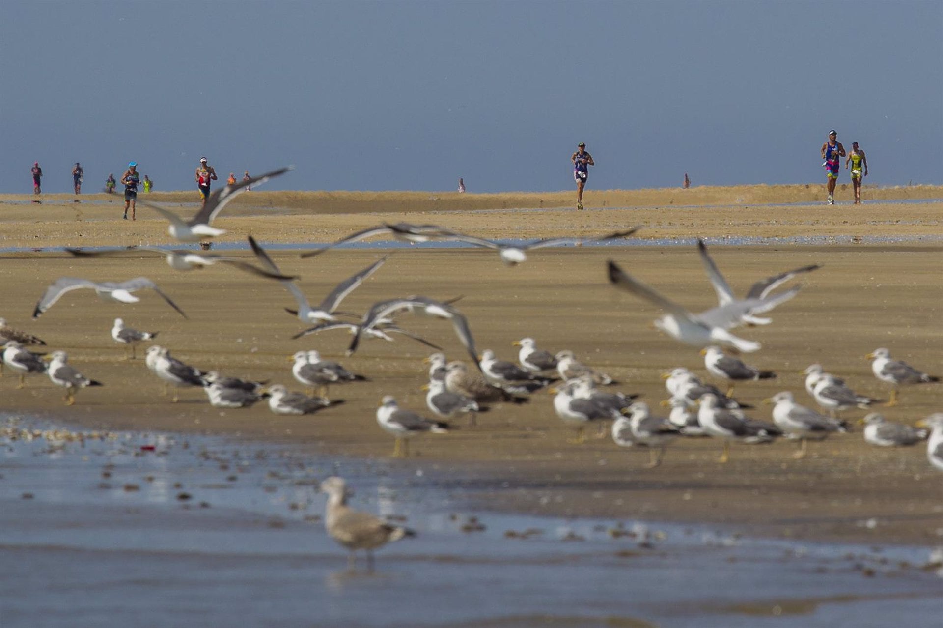 Imagen de la última edición del Desafio Doñana