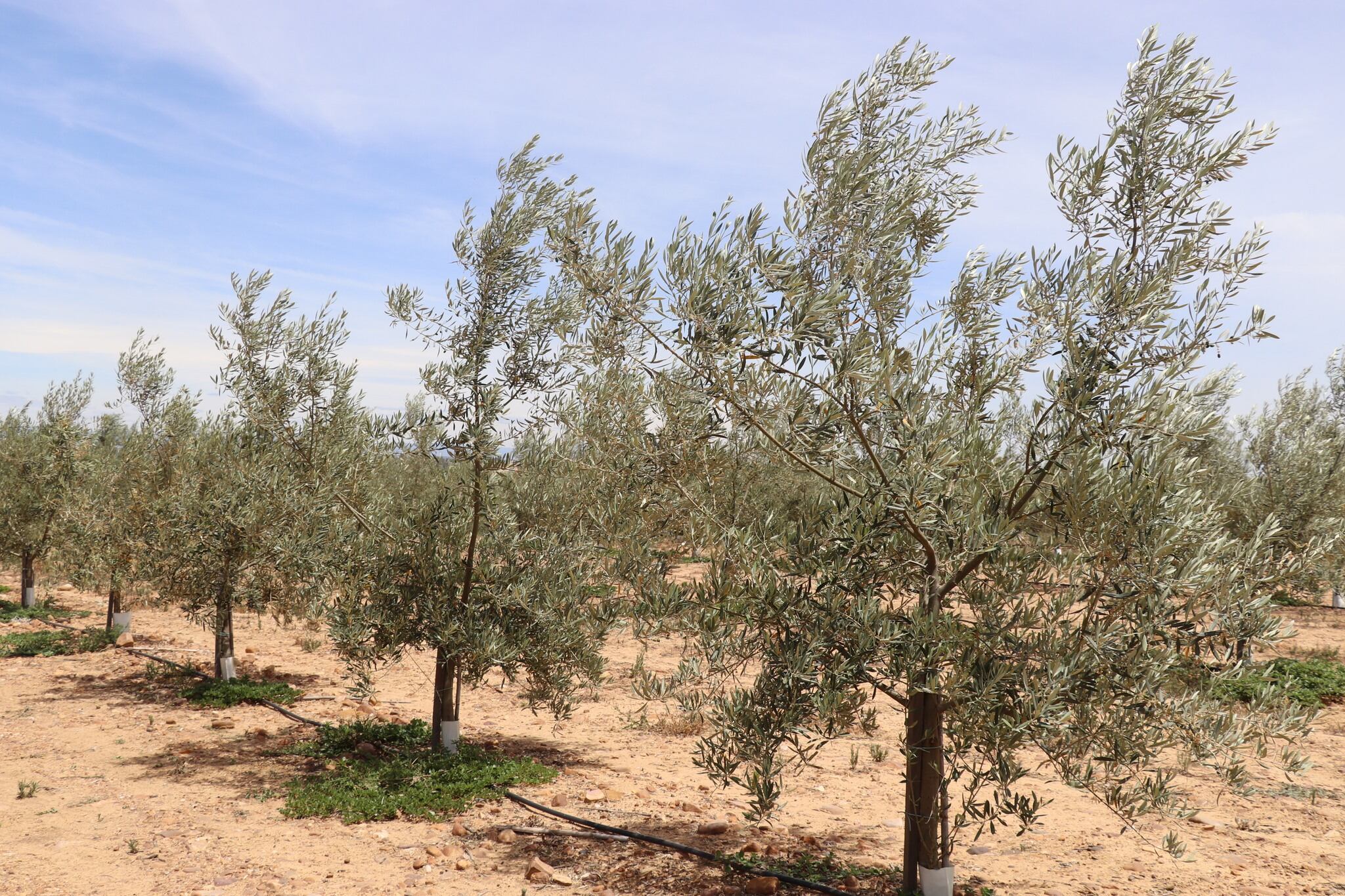 Refuerzo policial y controles de trazabilidad para garantizar una campaña de aceituna segura en Villanueva