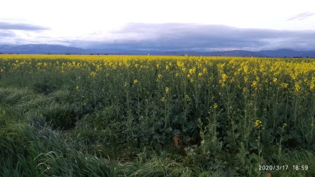 Campo de colza en la provincia