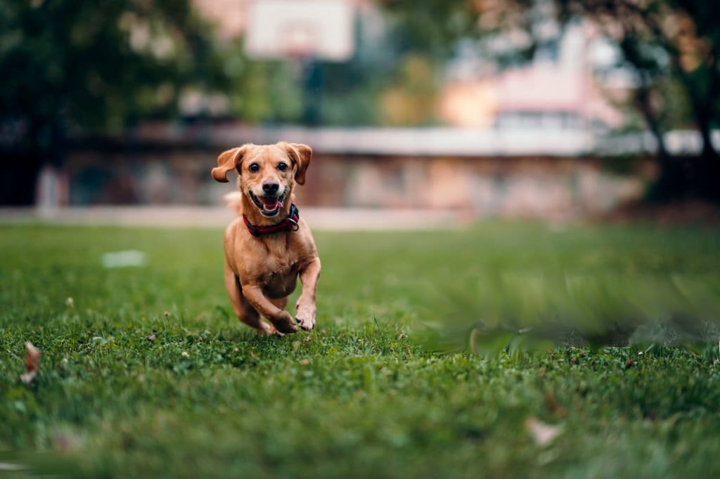 Perro suelto por una zona verde urbana.