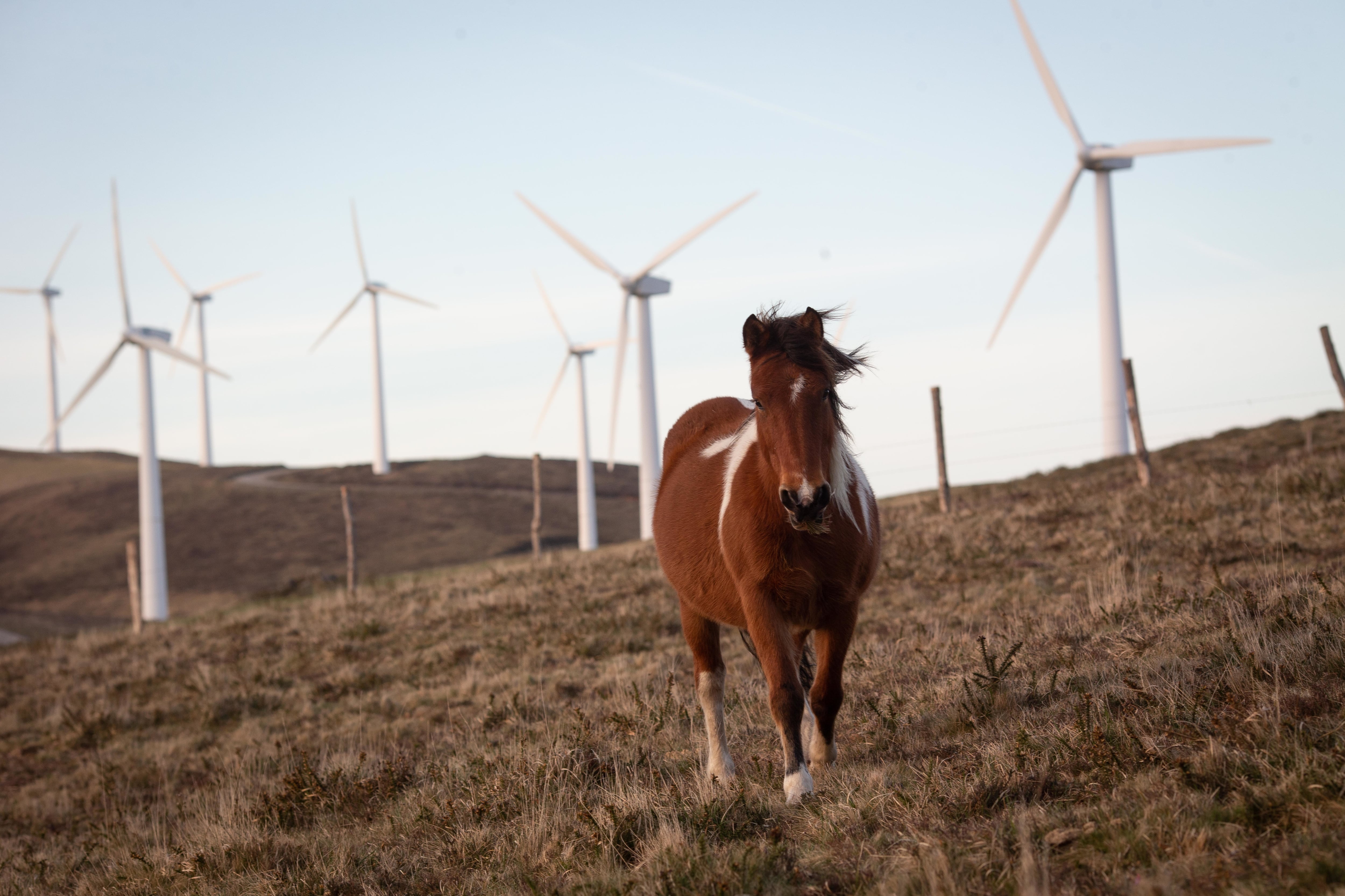 LUGO GALICIA, SPAIN - MARCH 15: A horse walks in the Vilacha wind farm, on 15 March, 2024 in Lugo, Galicia, Spain. The wind farm, located between the Lugo municipalities of Ourol and Muras, has seen its application to expand its surface area and energy capacity paralyzed (by the Superior Court of Justice of Galicia). (Photo By Carlos Castro/Europa Press via Getty Images)