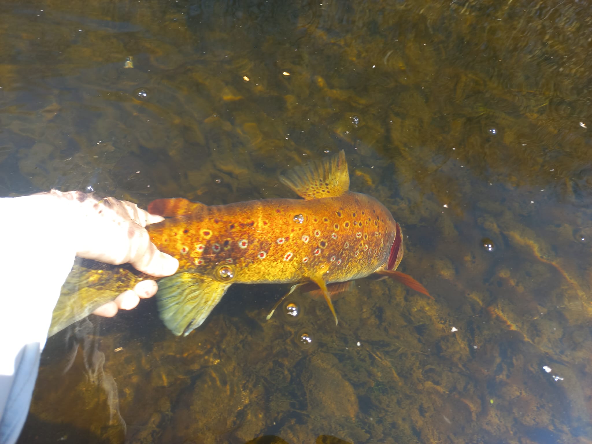 Ejemplar en el río