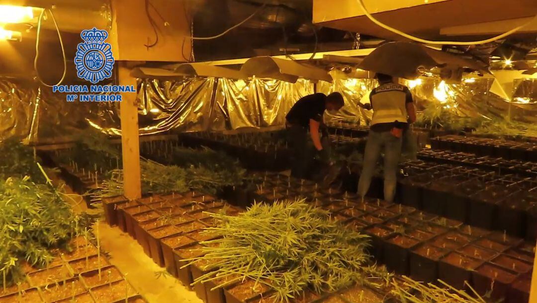 Imagen del macrolabotario que se ha desmantelado en Tomelloso en una nave en el polígono industrial