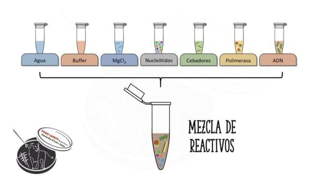 Esquema de los componentes de una PCR.