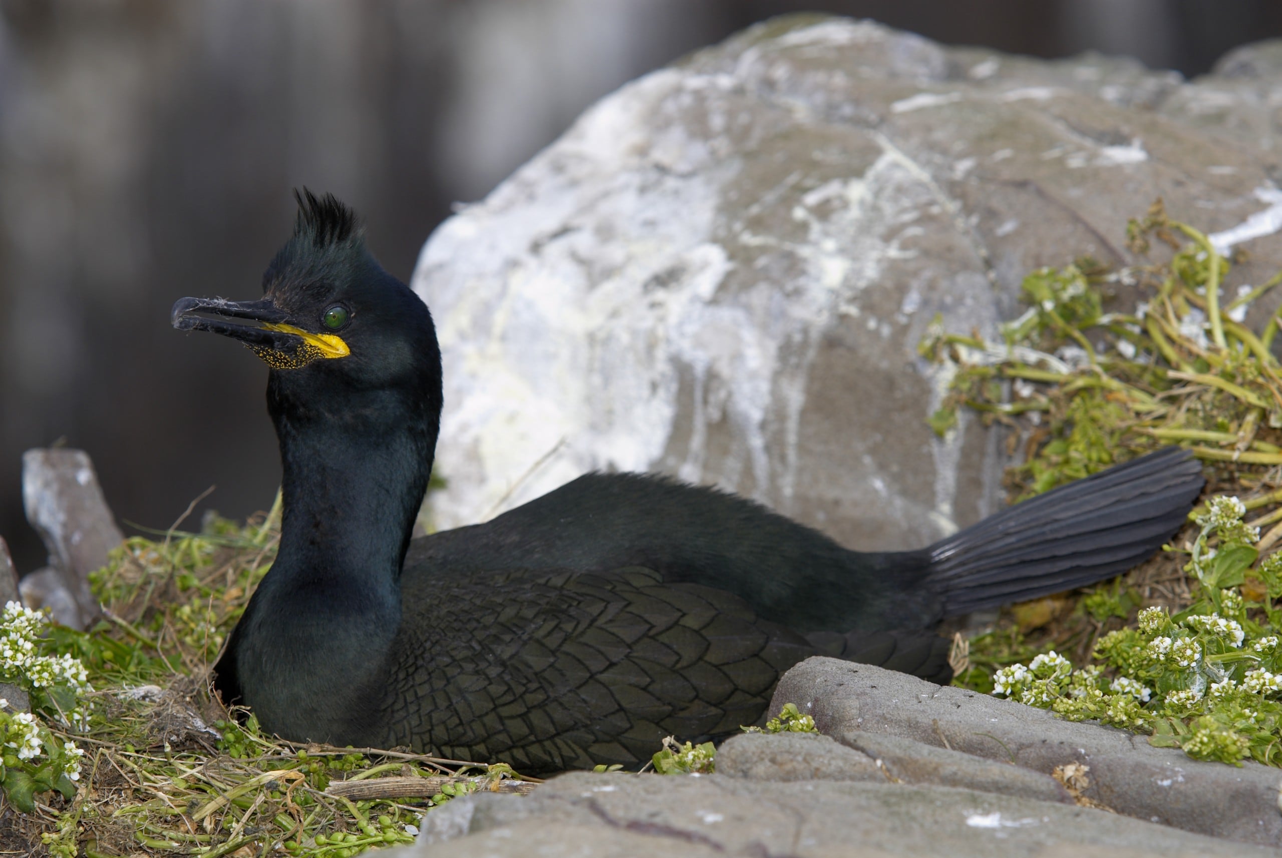 Cormorán moñudo (Gulosus aristotelis aristotelis)