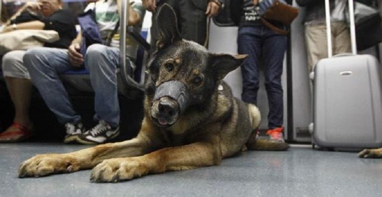 Perro en una unidad de Metro