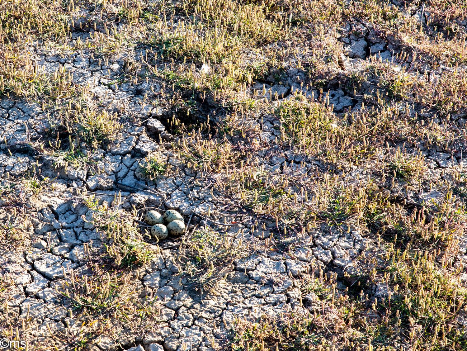 Espacio Natural de Doñana (mayo de 2025)