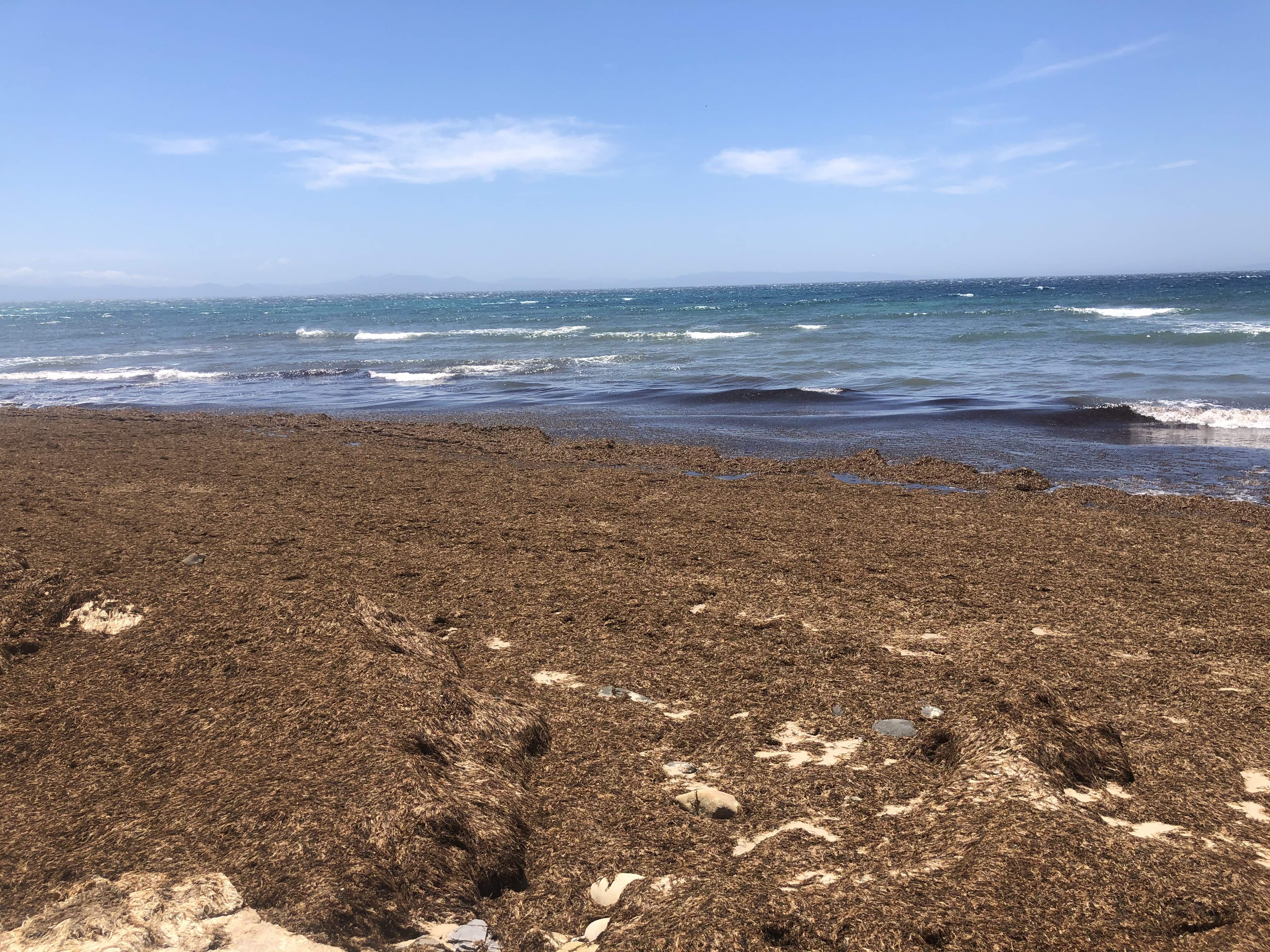 Algas invasoras en la costa de Tarifa