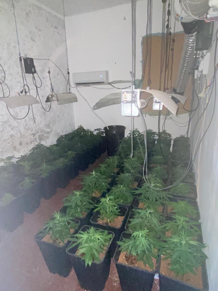 Desmantelan una plantación de marihuana con 166 plantas en las Casitas Rosas de València.