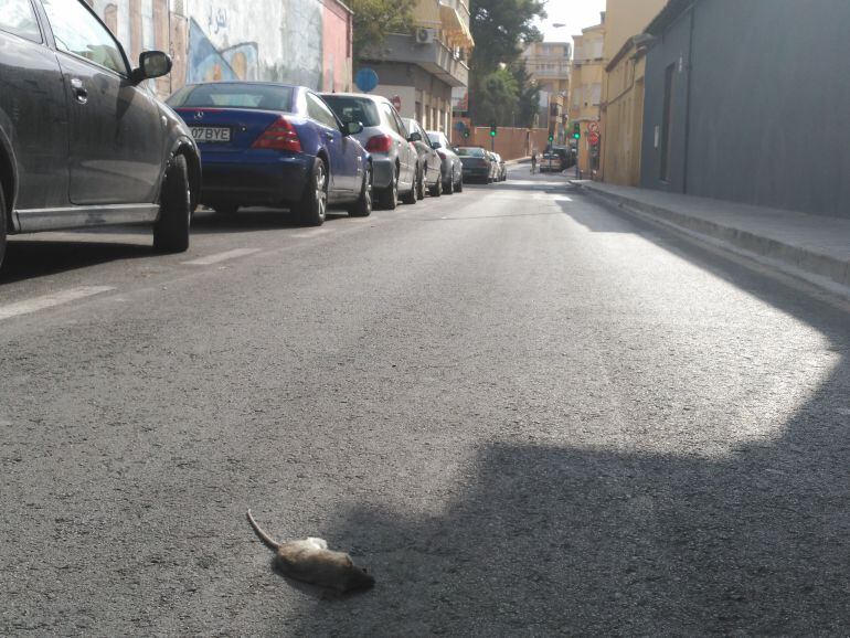 Imagen de una rata muerta en Campoamor