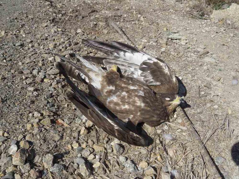 Halcón abejero atropellado junto al Hondo