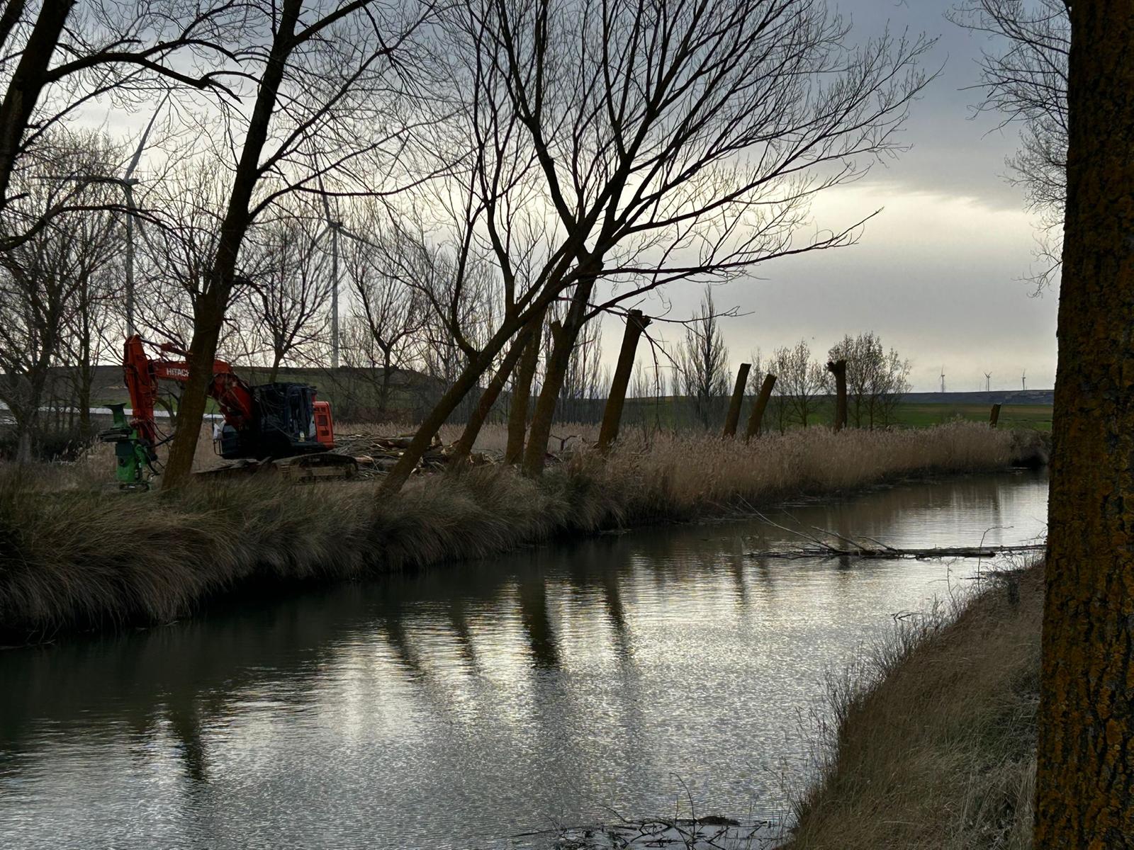Tala de árboles en el Canal de Castilla