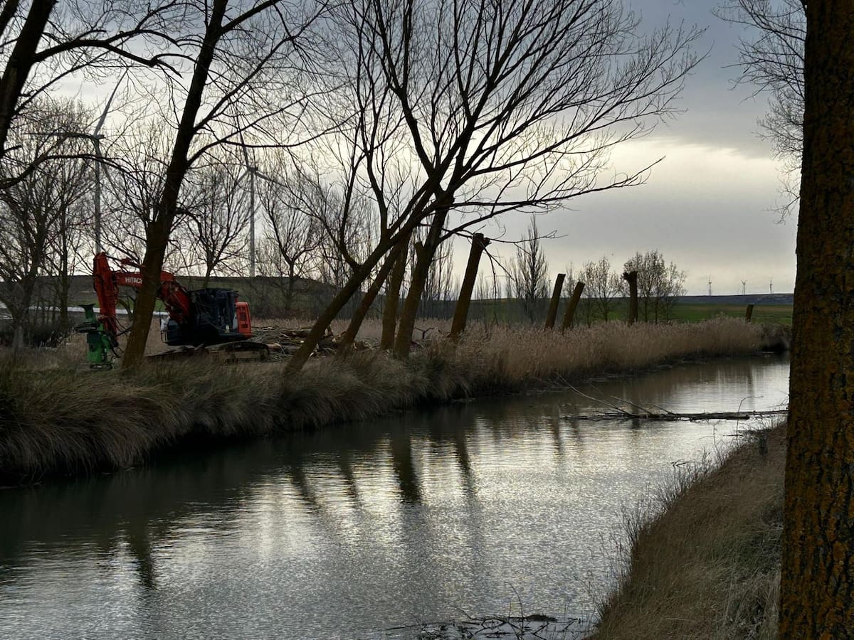 Naturalistas Palentinos y Ecologistas en Acción exigen paralizar la tala de árboles en el Canal de Castilla