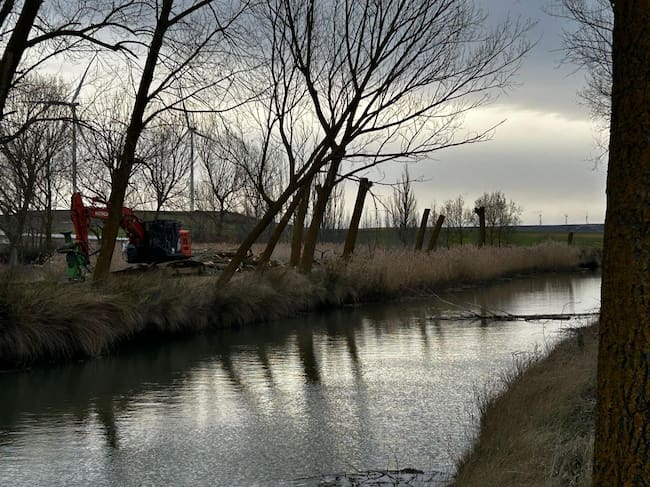Tala de árboles en el Canal de Castilla