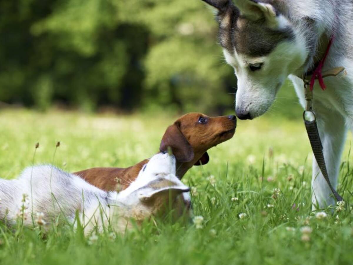 Las asociaciones animalistas piden mayor contundencia judicial
