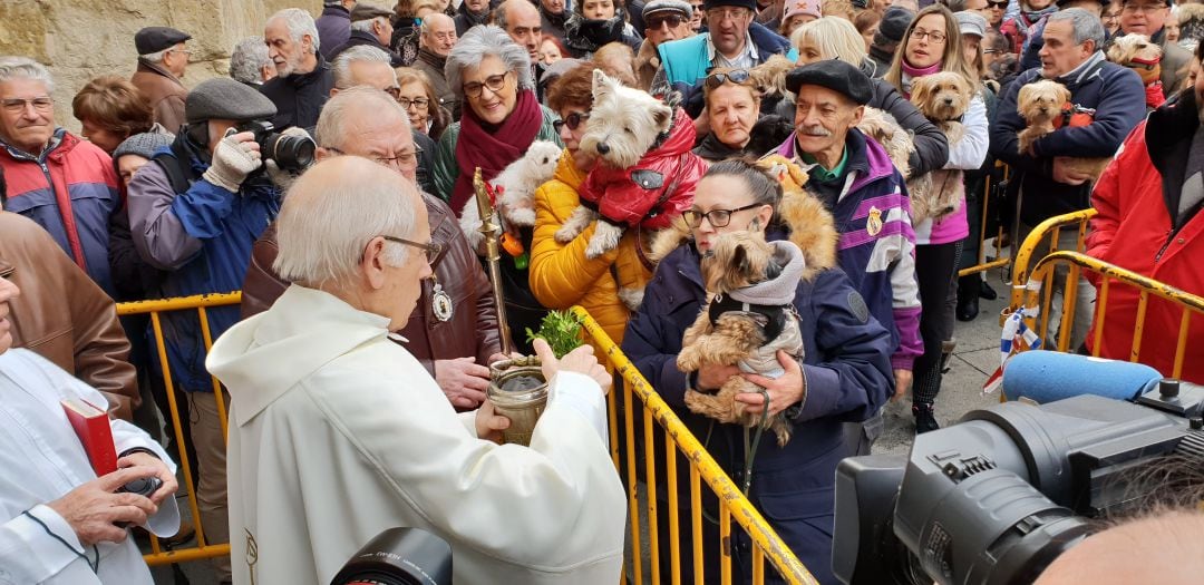 Bendición de animales en el exterior de San Miguel