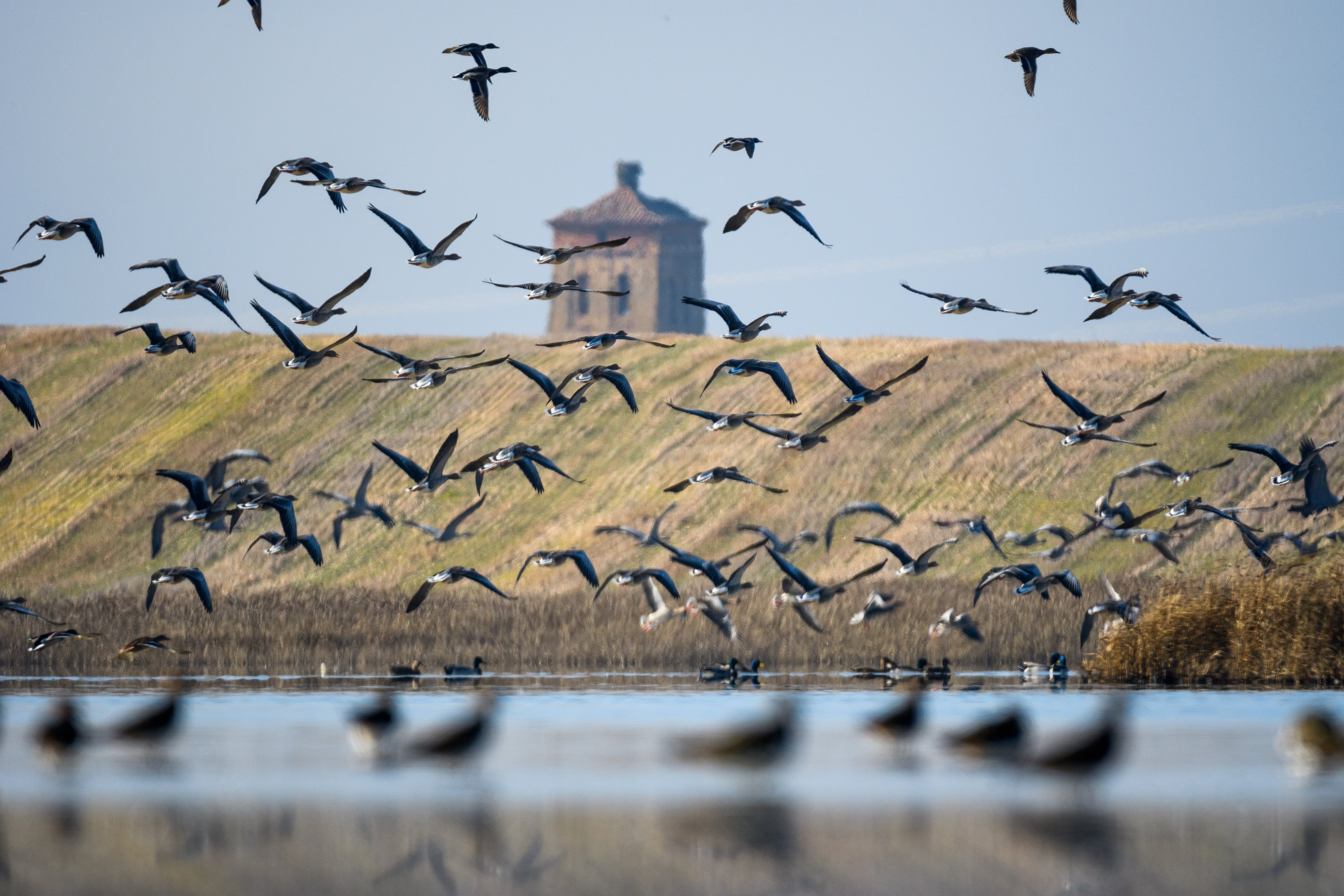 Llegan 5000 aves a las lagunas de Boada y Pedraza a pasar el invierno