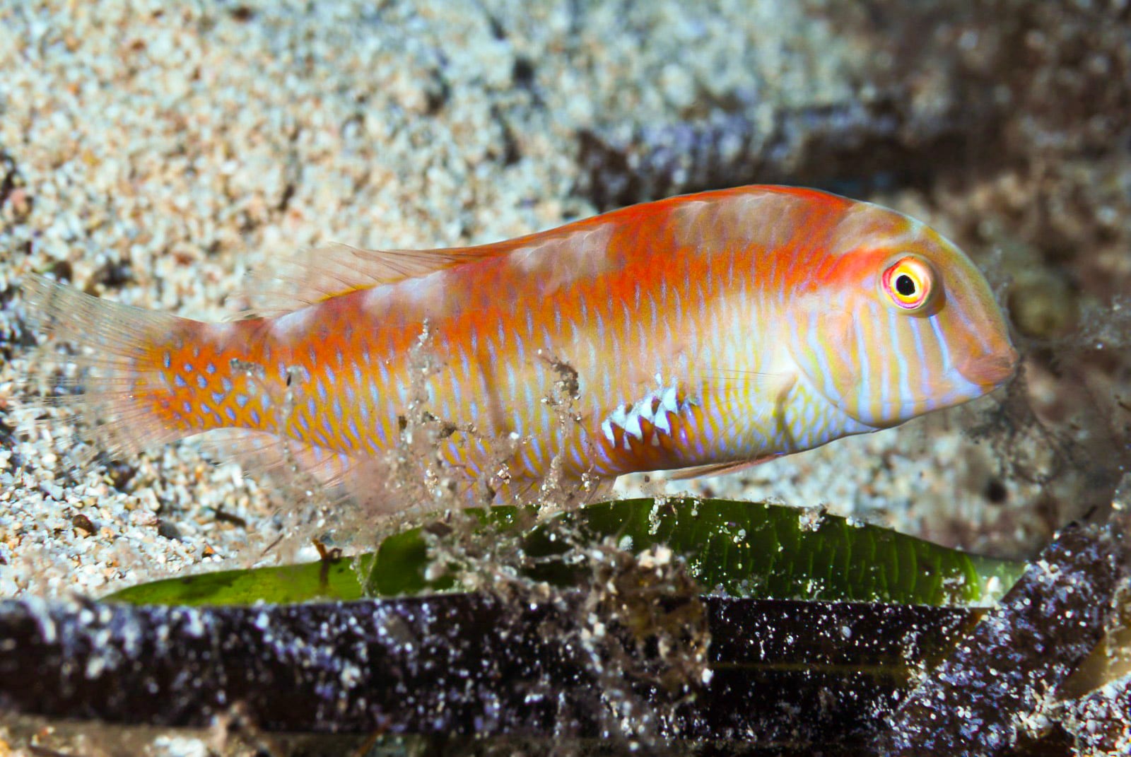 La pesca se retoma el 1 de septiembre