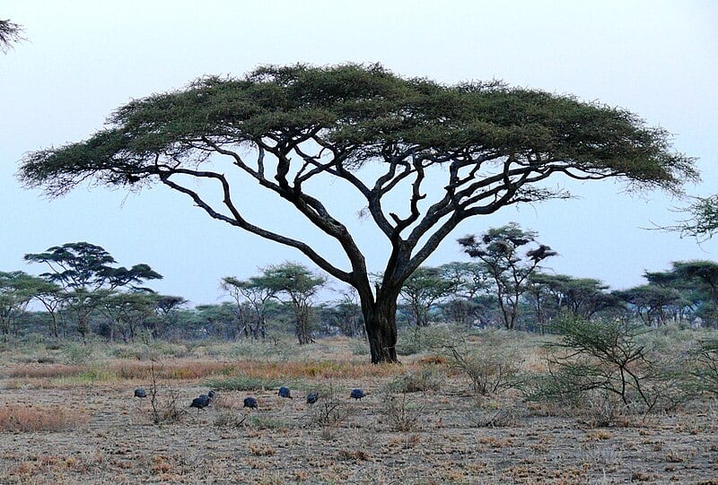 Una Acacia tortilis / Autor: haplocromis