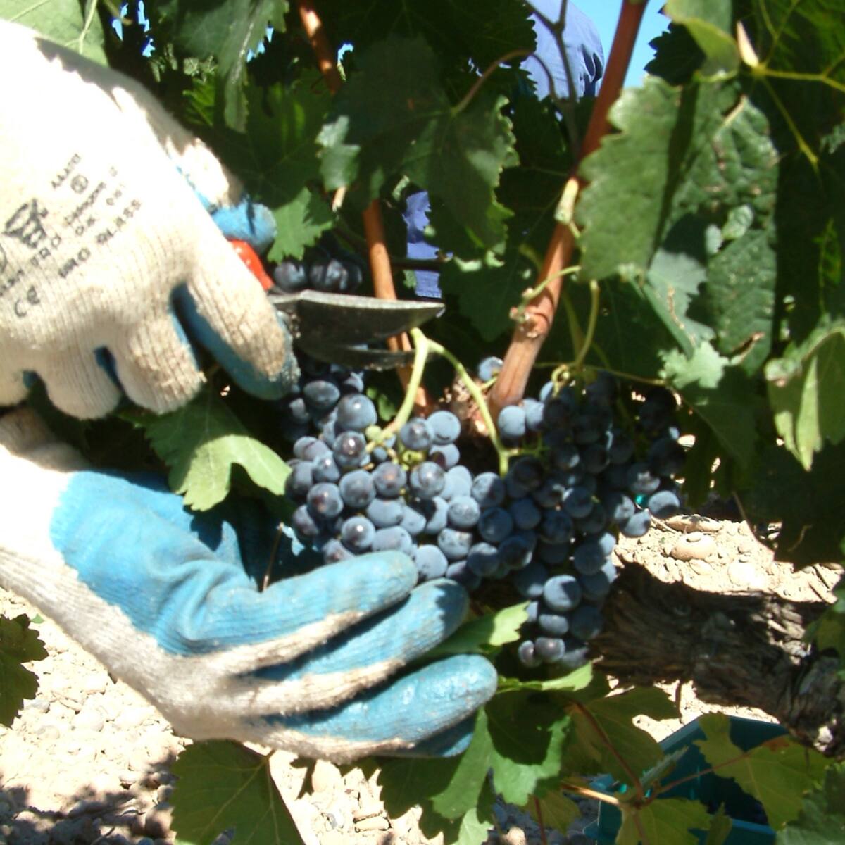 La DOP Somontano prevé una vendimia de 19 millones de kilos de uva