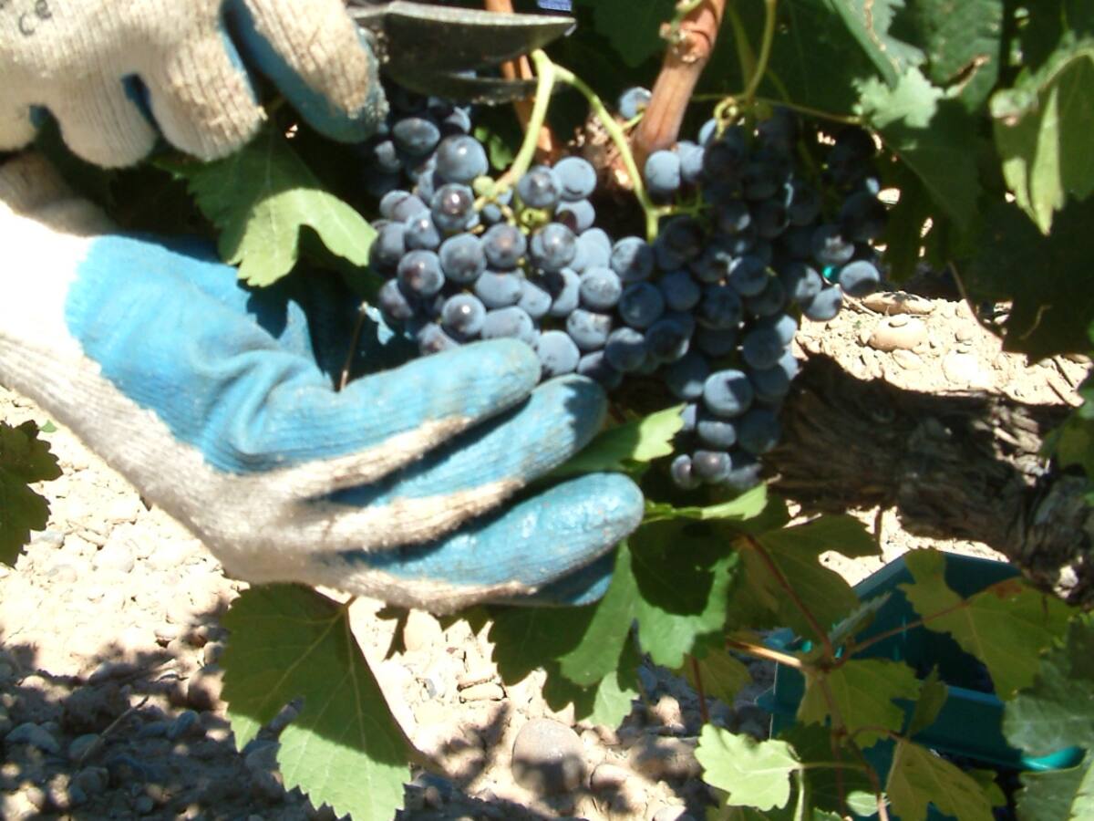 La vendimia en el Somontano supera los 14 millones de kilos de uva