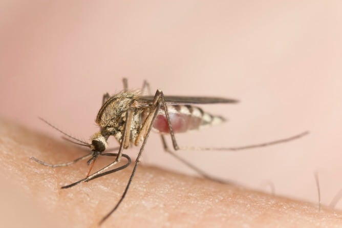 Los mosquitos sienten preferencia por algunas personas