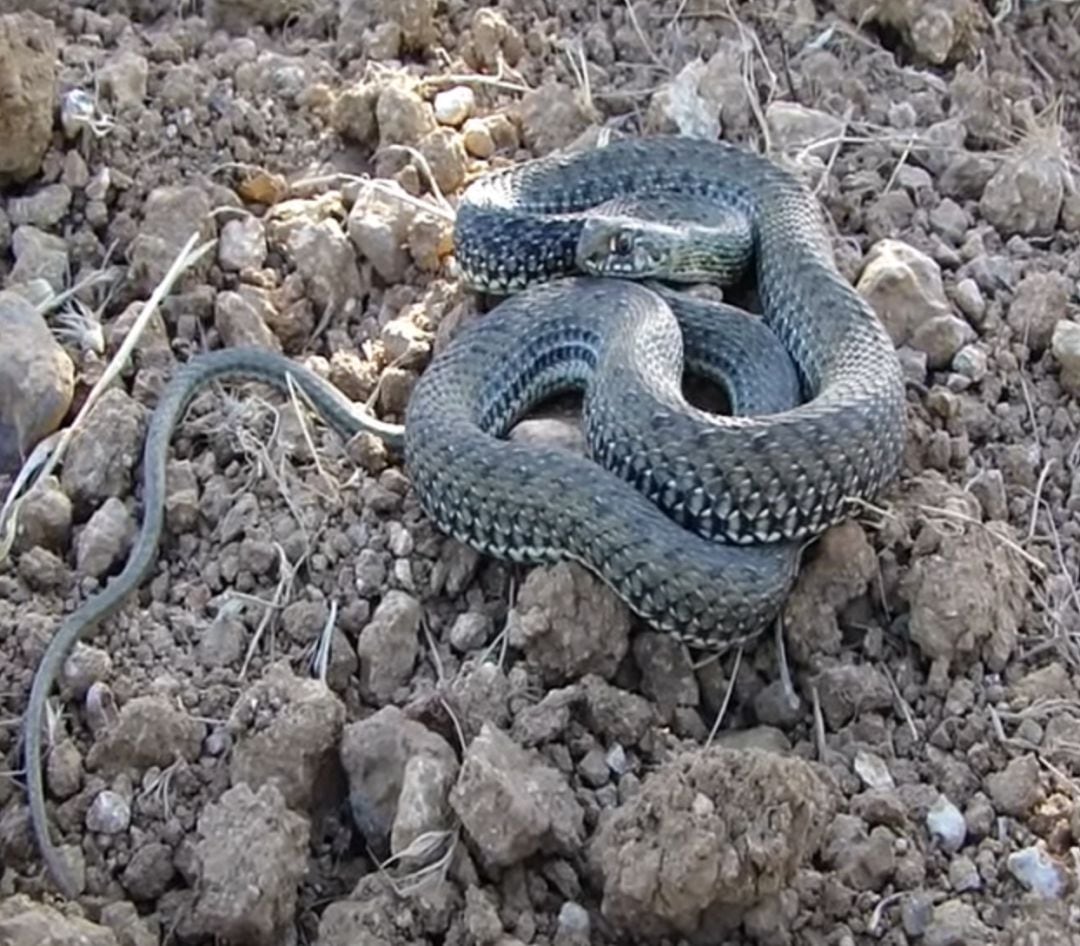 El reptil fue liberado en el campo por parte de la Policía Local