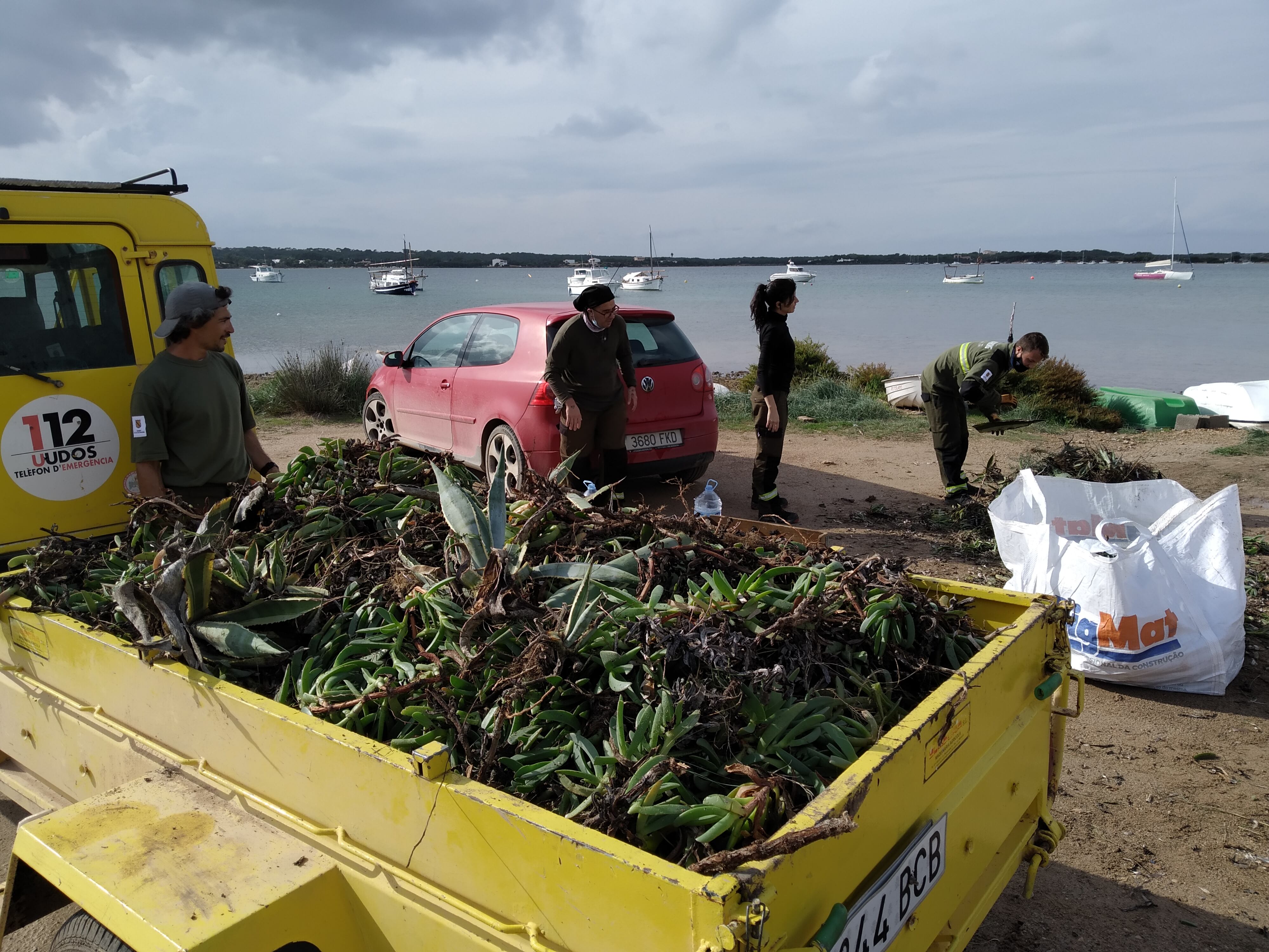 Imagen de las plantas retiradas