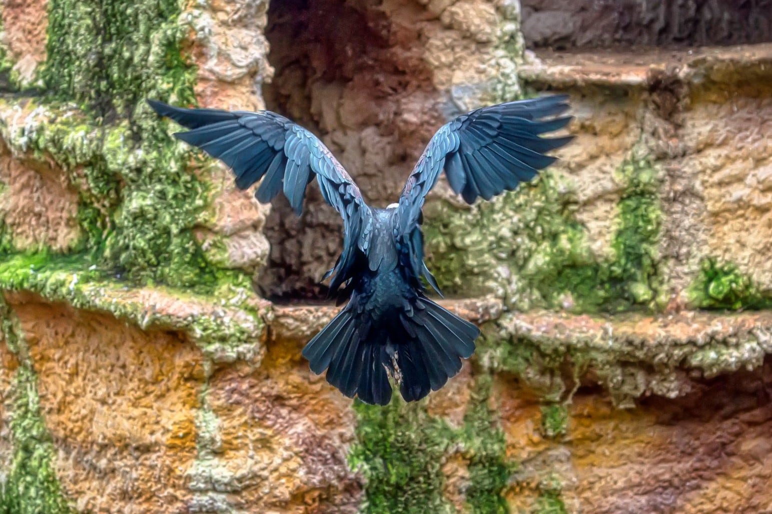 Ibis Eremita en el Zoo de Jerez