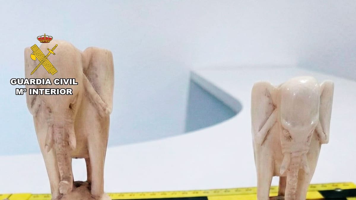 Tráfico ilegal de marfil en A Coruña: investigadas dos personas por vender figuras y joyas