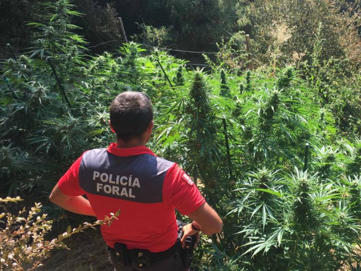 Marihuana 'autovigilada'
