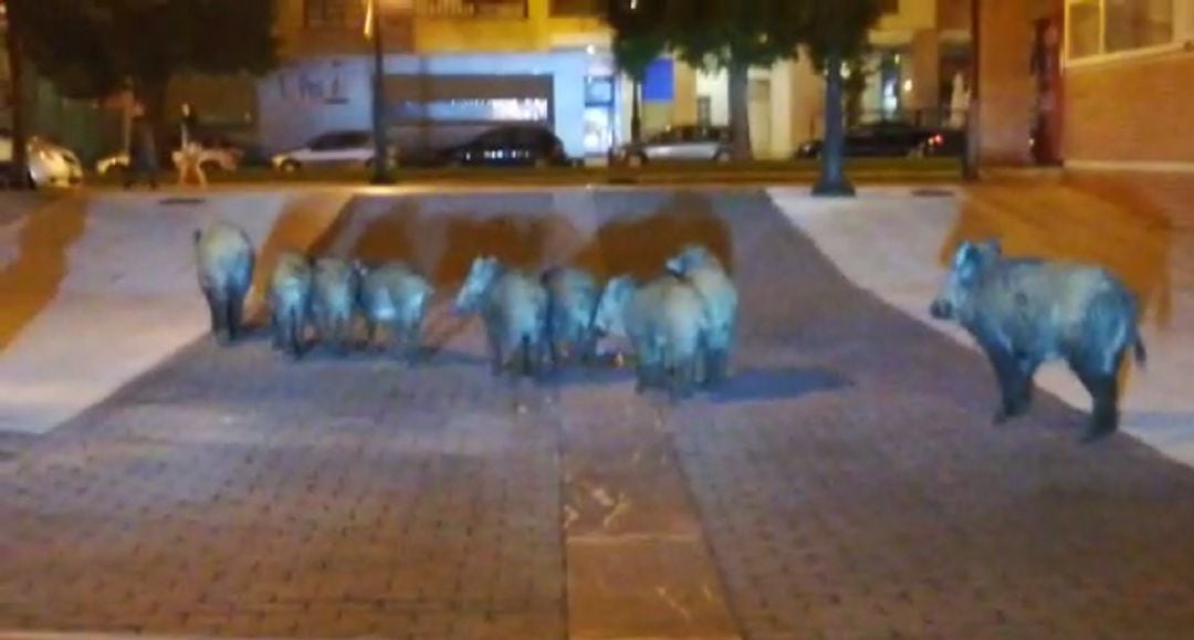 Un grupo de jabalíes paseando a primera hora de la noche por La Florida, en Oviedo.