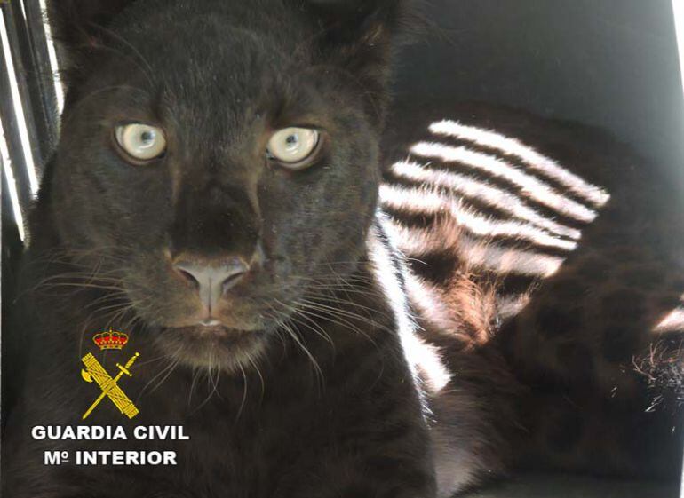 Pantera  disecada intervenida por la Guardia Civil