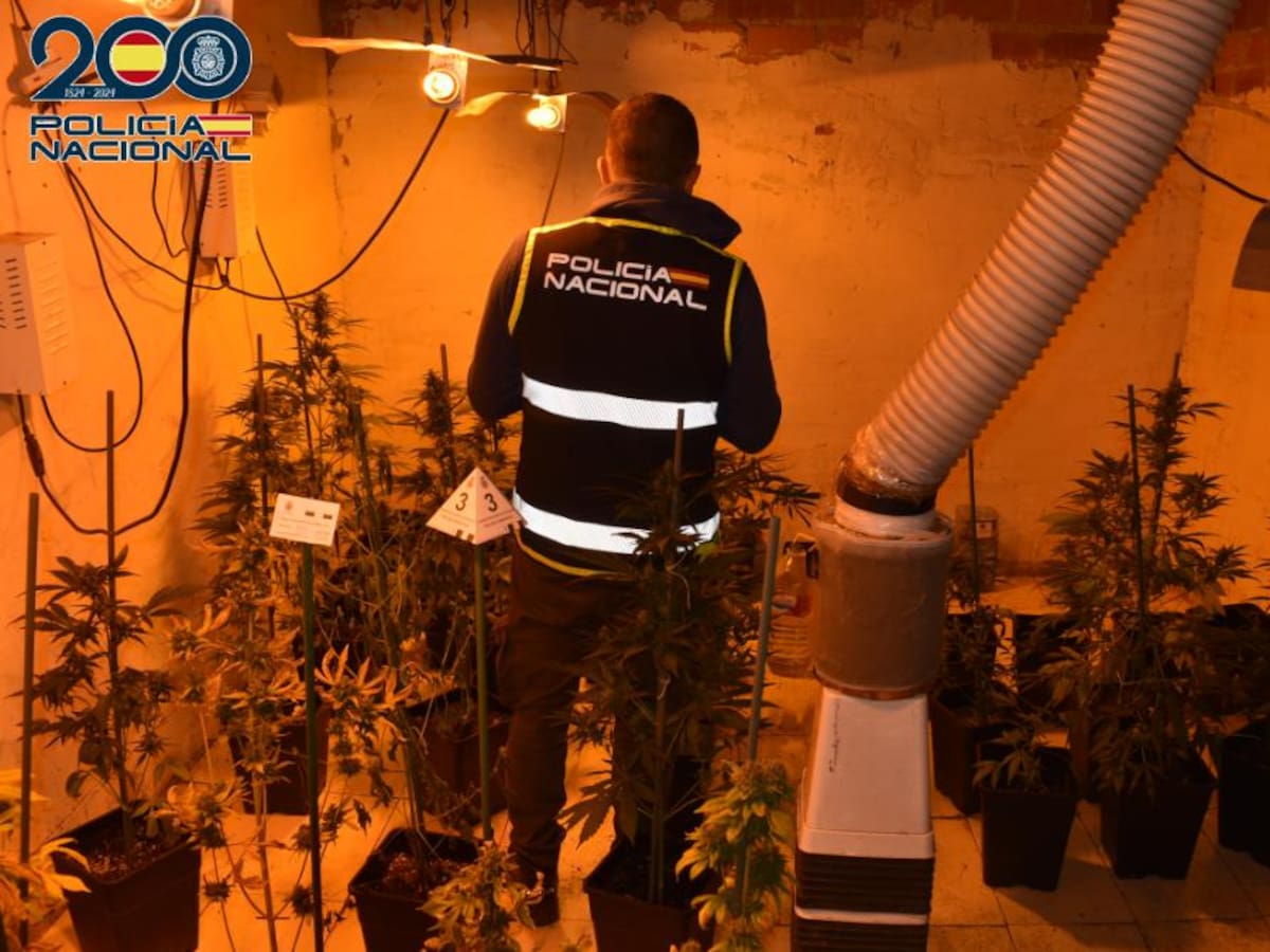 Desmantelada una plantación de marihuana en una vivienda de Alcázar de San Juan