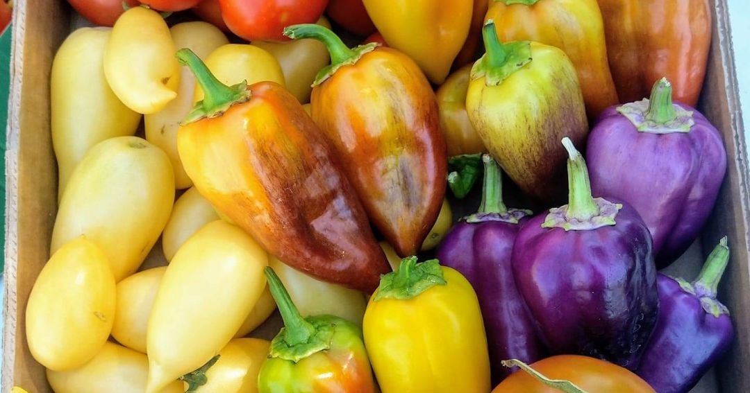 Algunas de las variedades de pimientos o tomates que ofrece esta nueva huerta en Fuenlabrada.