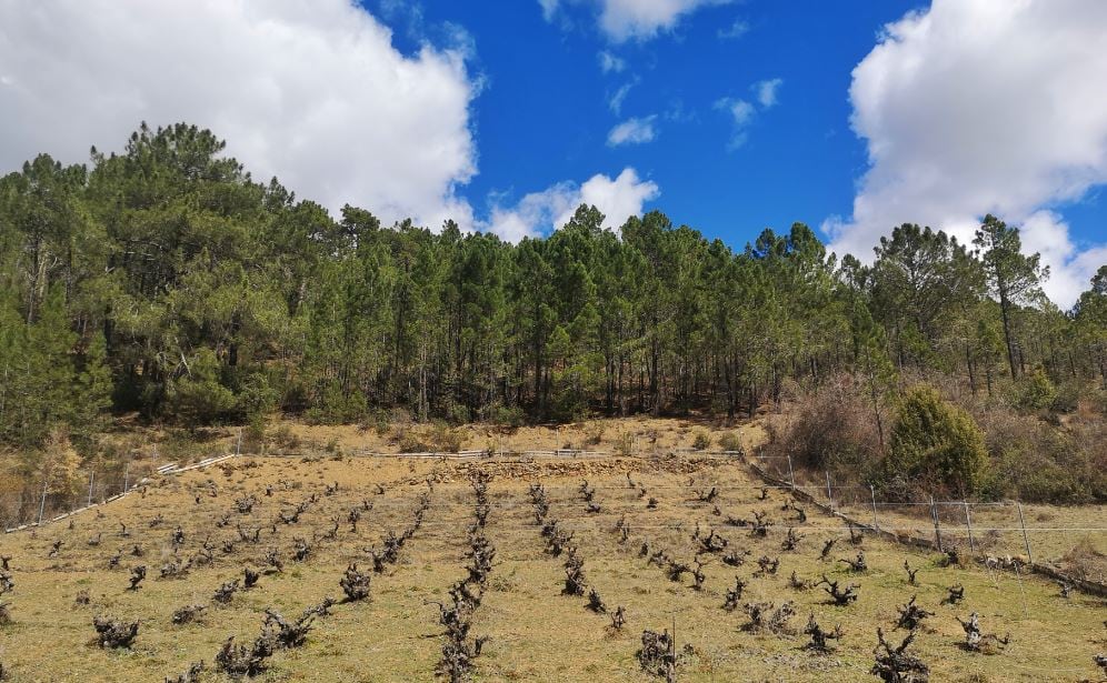 Viñas al pie de la ruta.