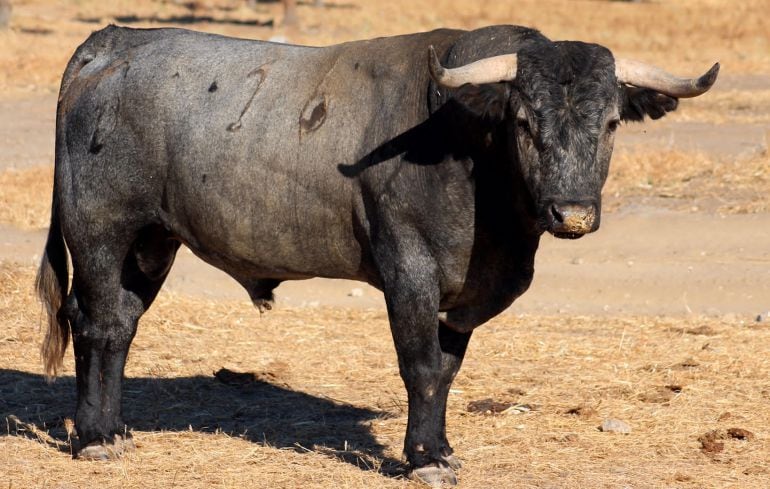 Ejemplar de la ganadería de Victorino Martín, cuyos astados serán lidiados este año en Almodóvar