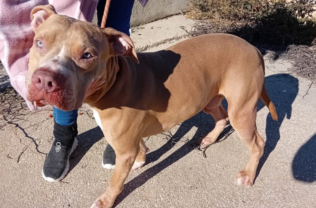 El Refugio Comarcal rescata un perro en Ontinyent con indicios de maltrato y hace un llamamiento al vecindario