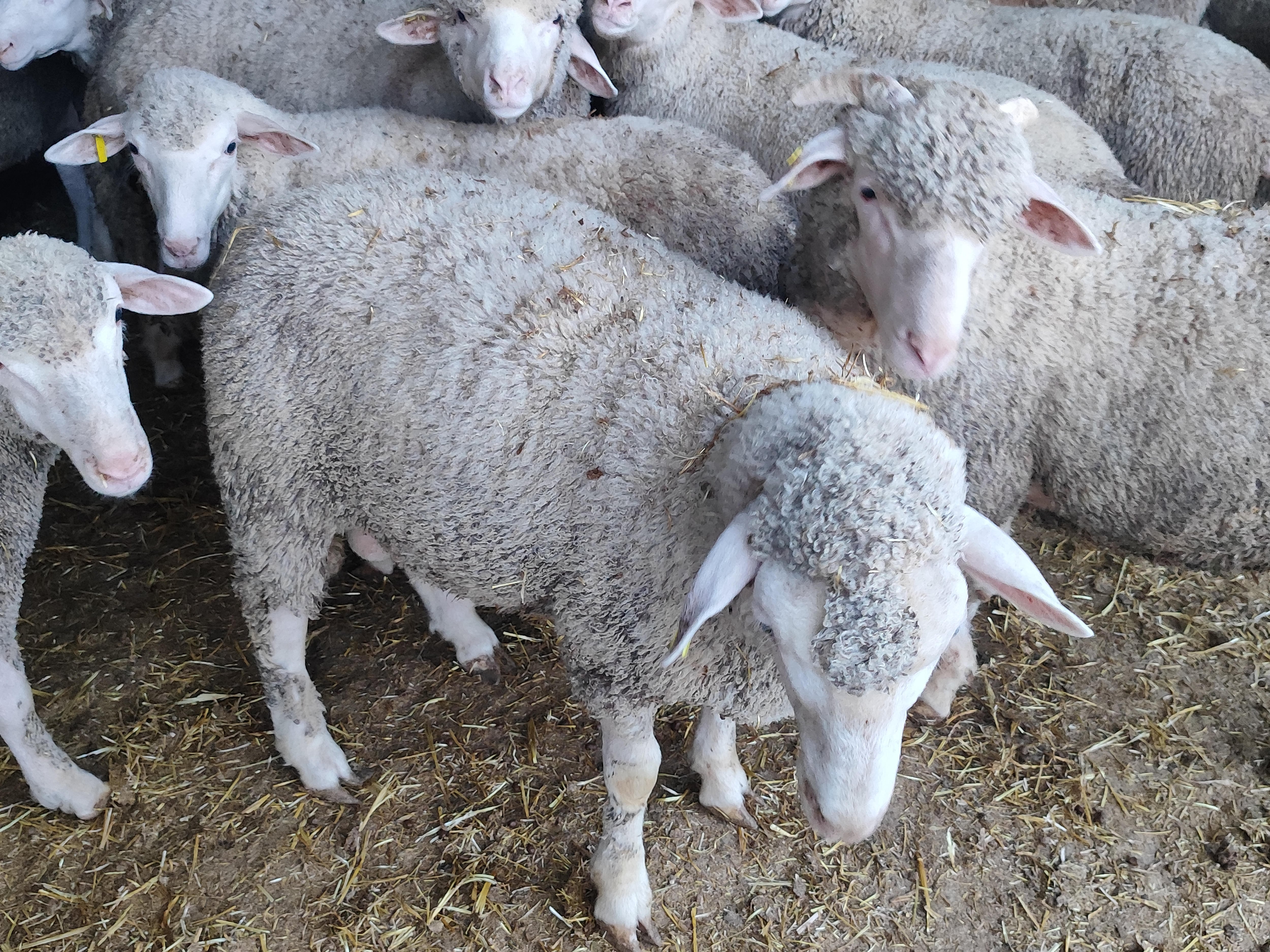Corderos en una explotación ganadera