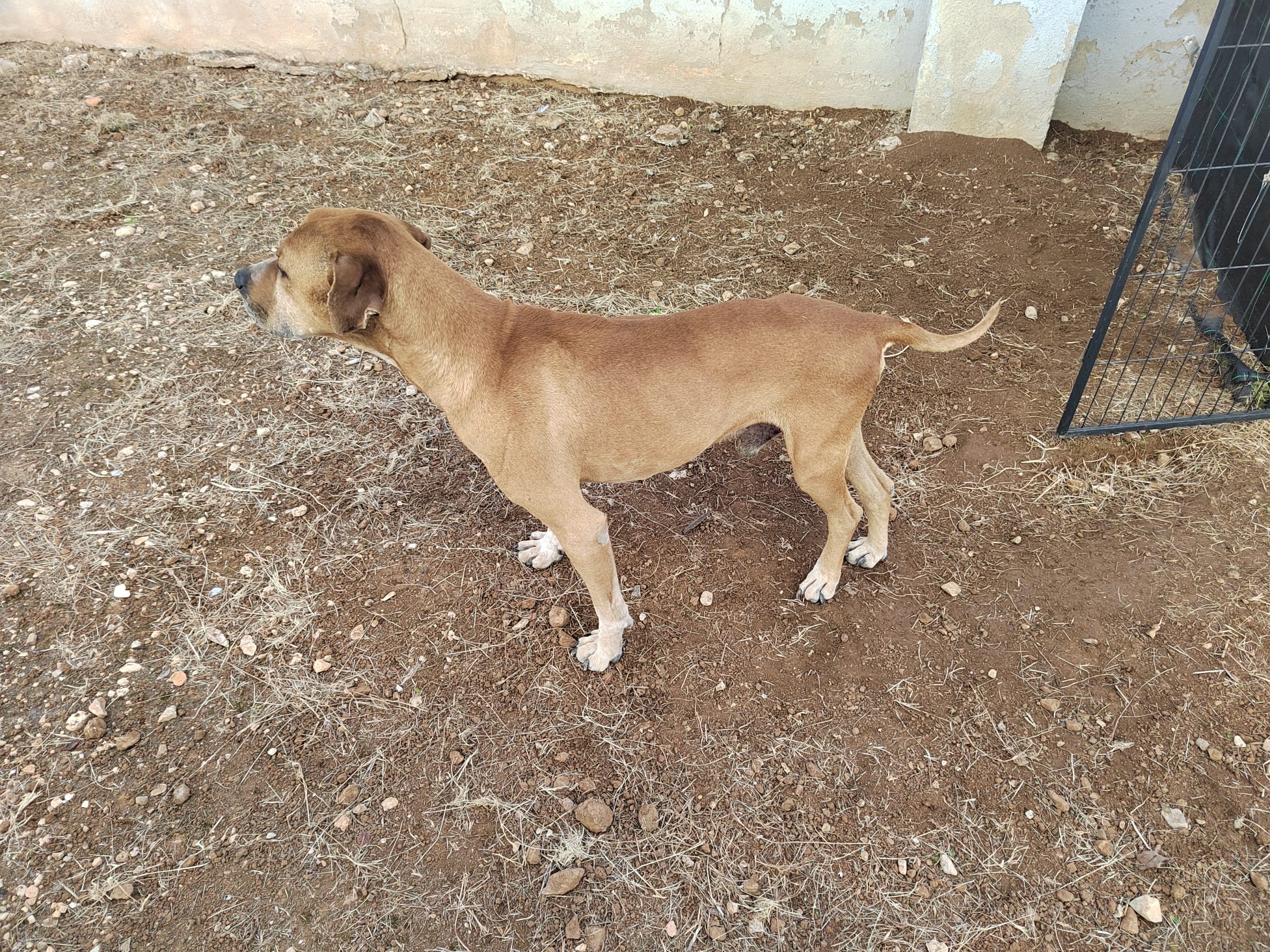 Uno de los perros maltratados.