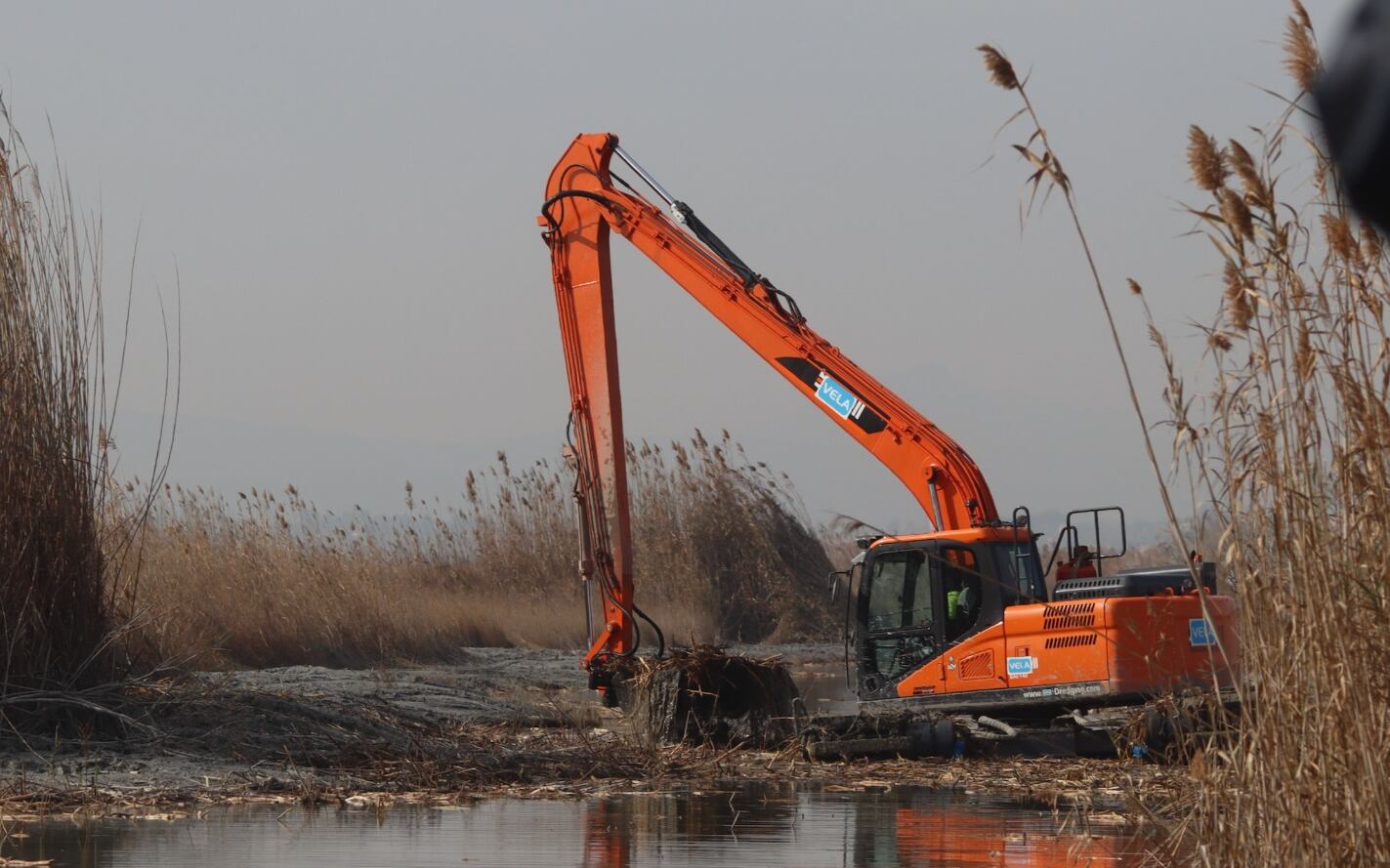 Limpieza en la Albufera de València