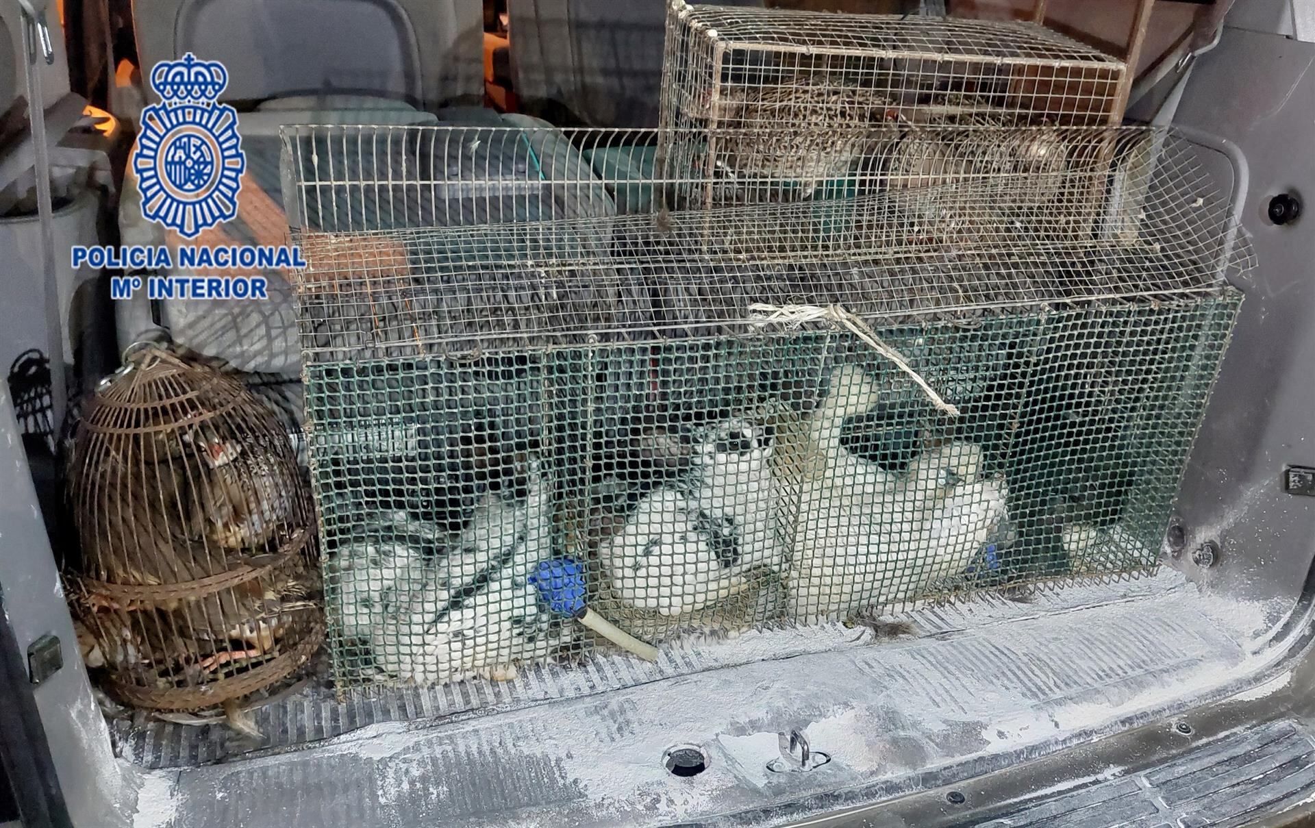 Imagen de los animales intervenidos a los detenidos