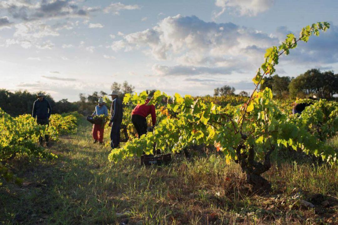 Trabajadores en las viñas