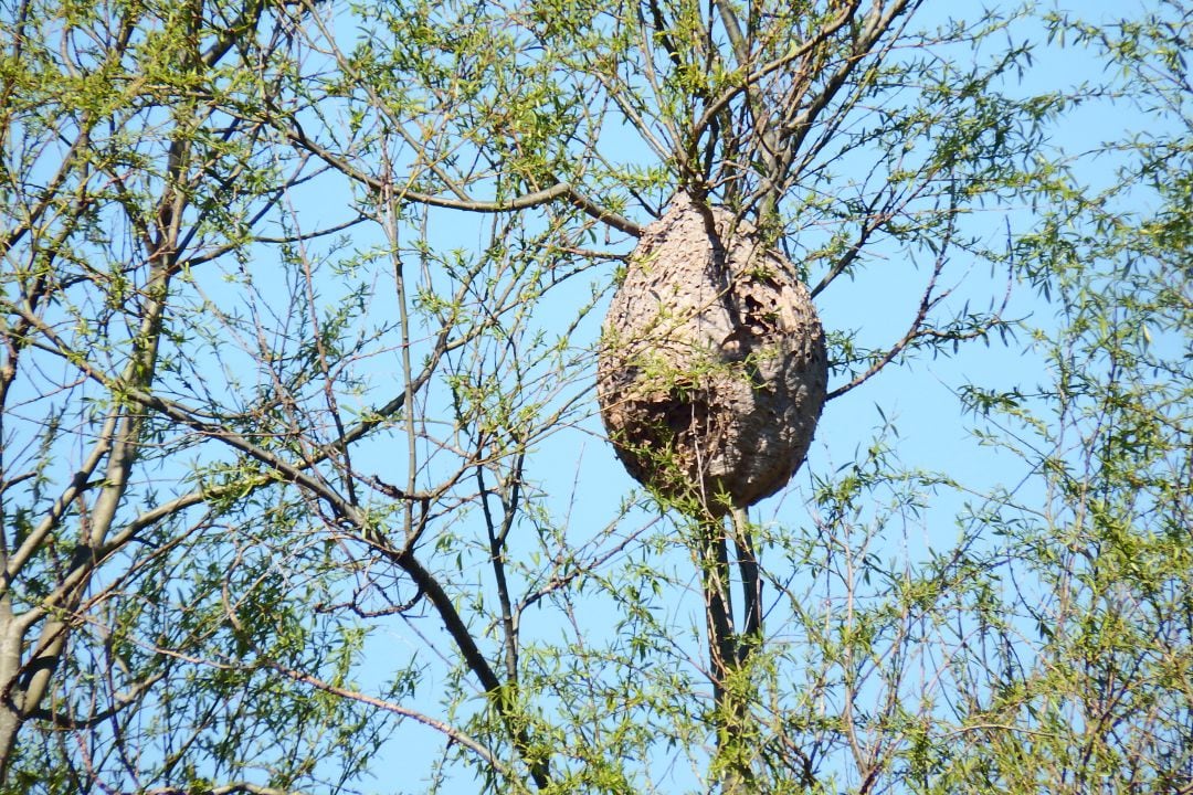 Nido de avispa asiática en un árbol.