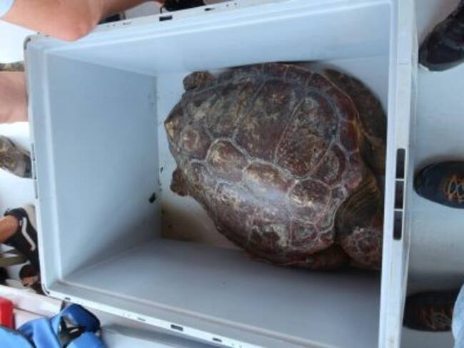 Imagen de una de las tortugas